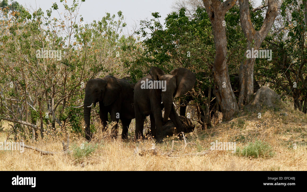Sleeping Elephants, normally elephants sleep on their feet as they are
