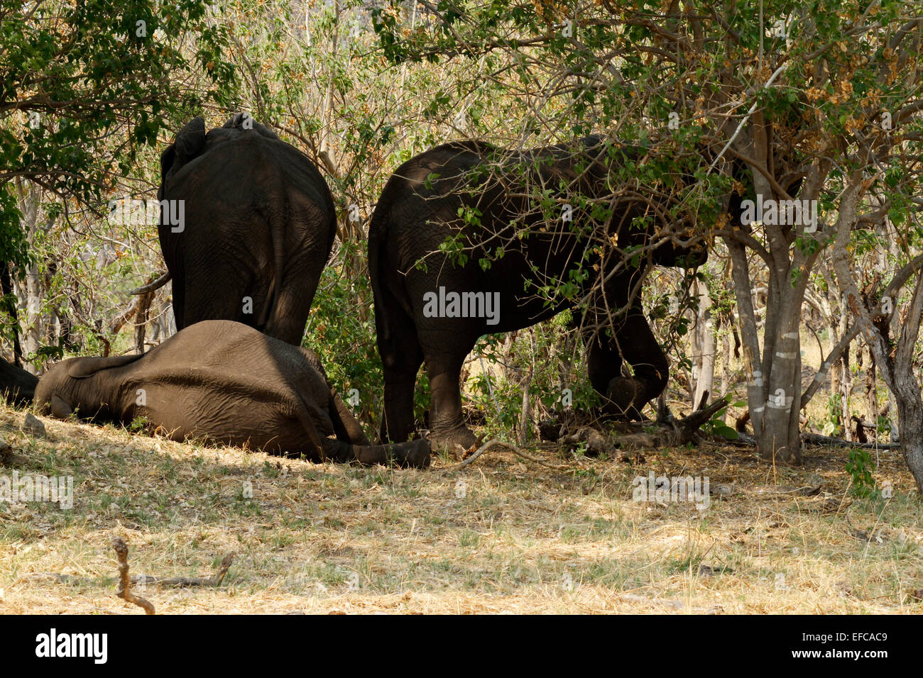 Sleeping Elephants, normally elephants sleep on their feet as they are