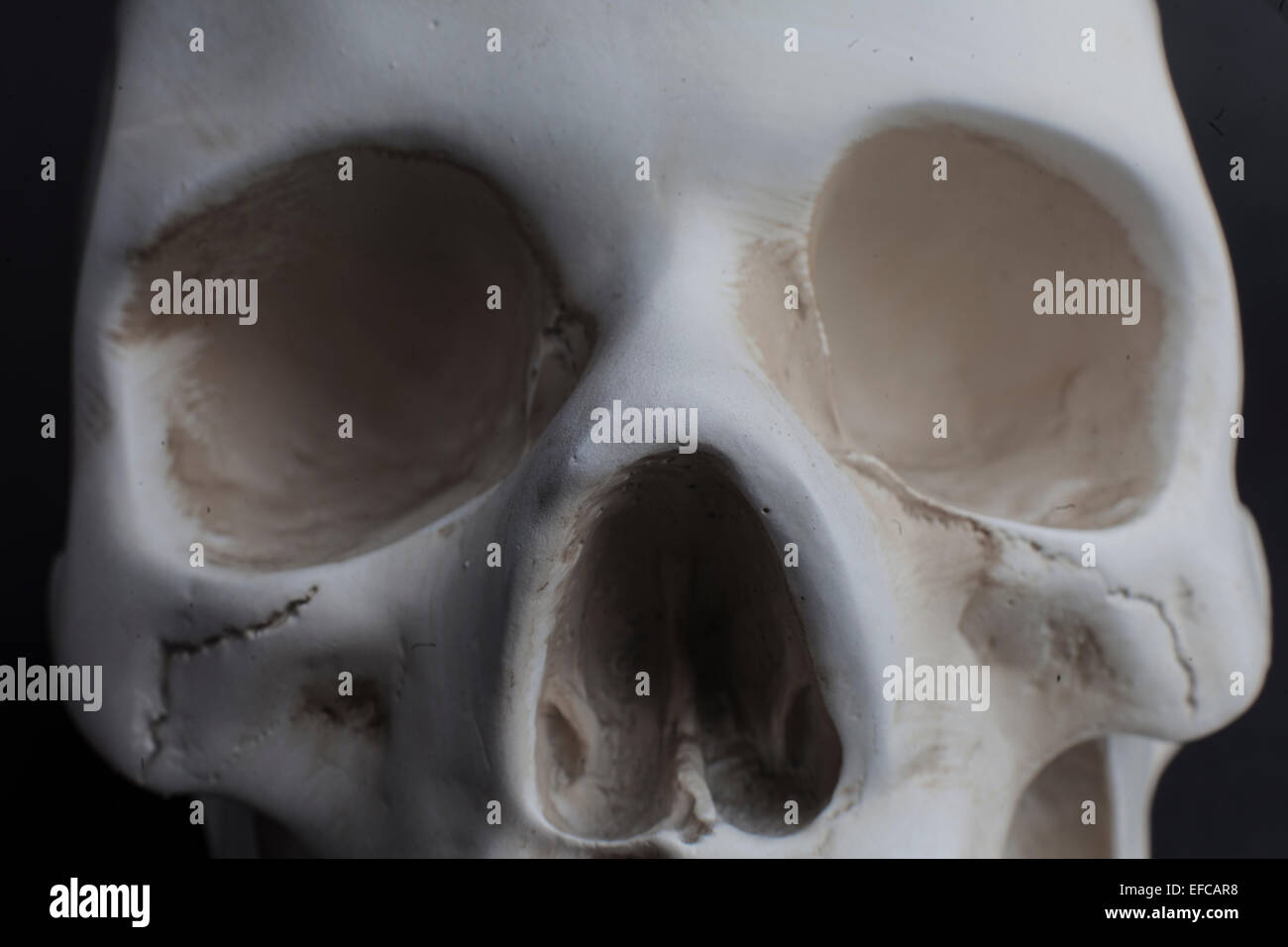 eye socket bone anatomy