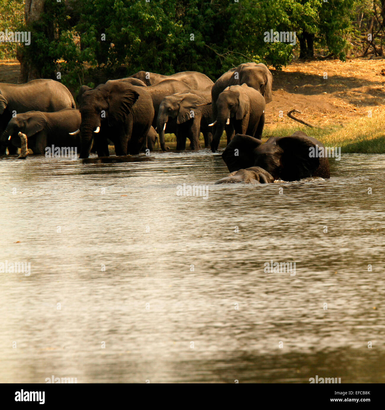 Breeding herd of wild African elephants drinking & playing, submerged & splashing in the cool waters enjoying themselves Stock Photo