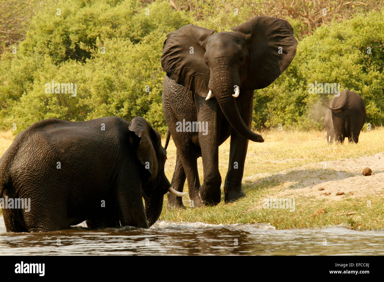 African elephants playing & tussling, young elephants use their ivory