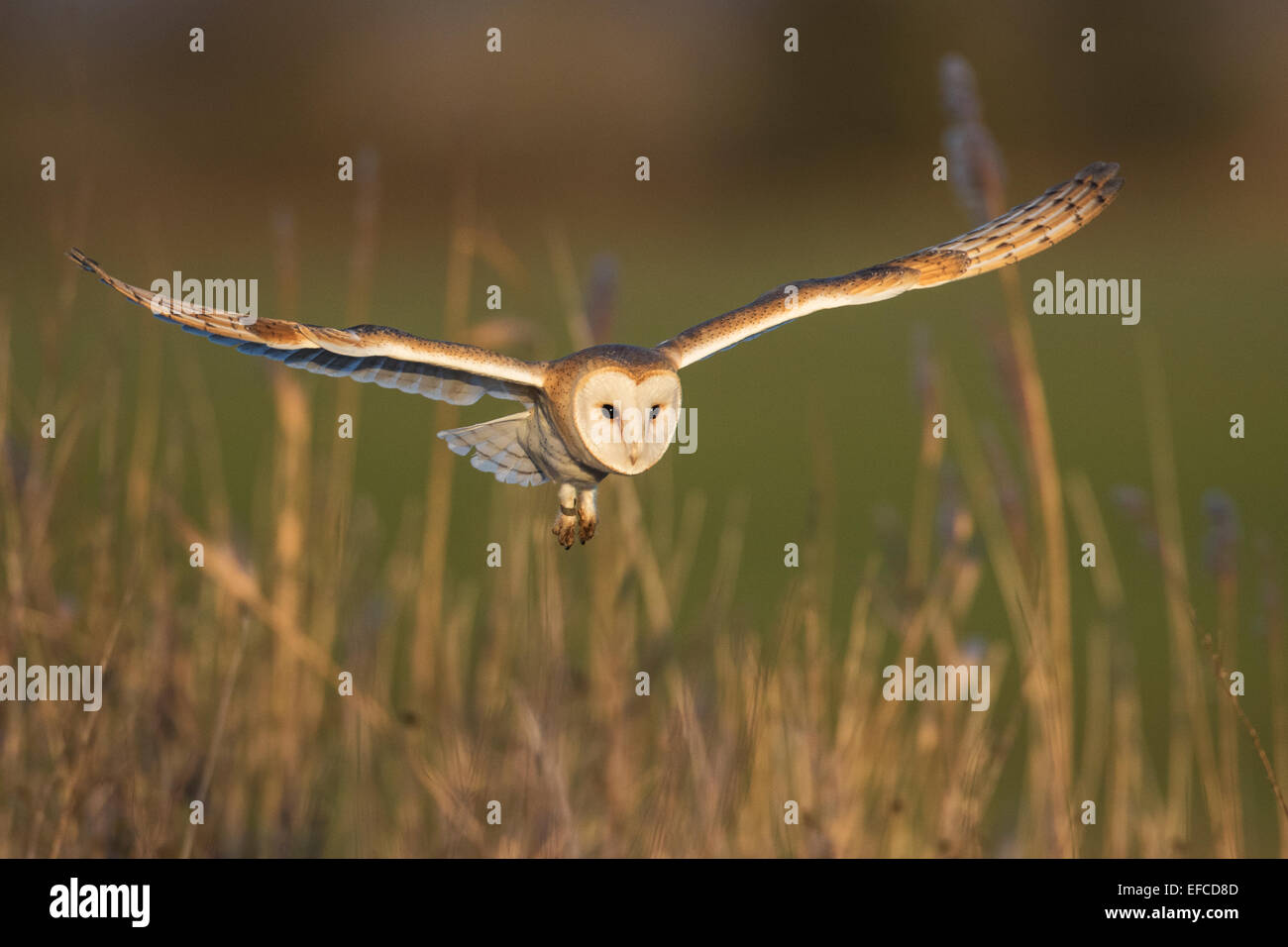Barn Owl (Tyto alba) in flight, Norfolk, England Stock Photo
