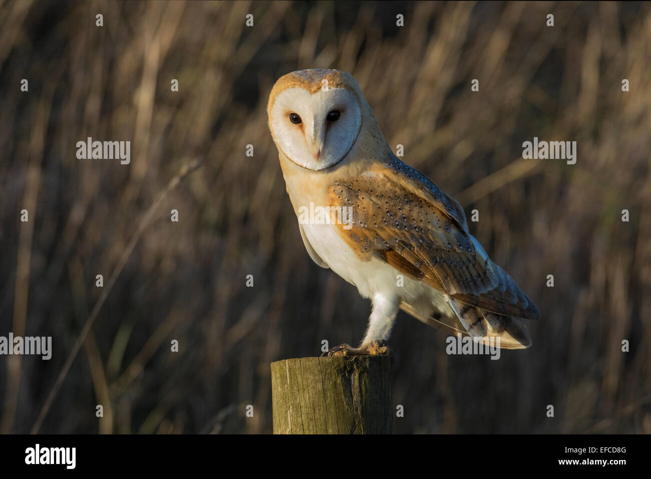 Barn Owl (Tyto alba) perched on fence post in evening light, Norfolk, England Stock Photo
