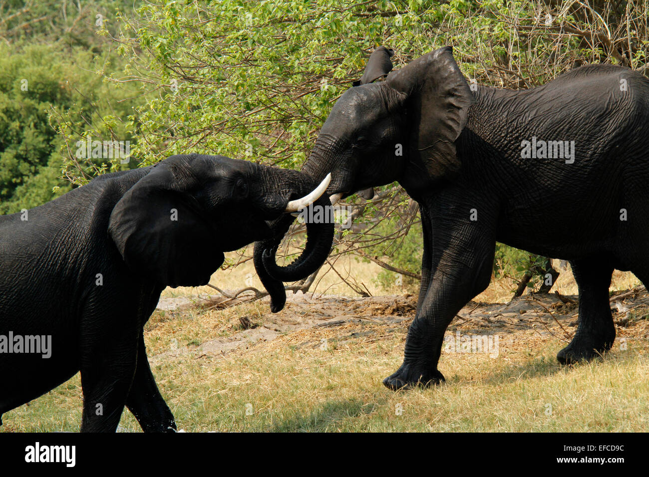African elephants playing & tussling, young elephants use their ivory