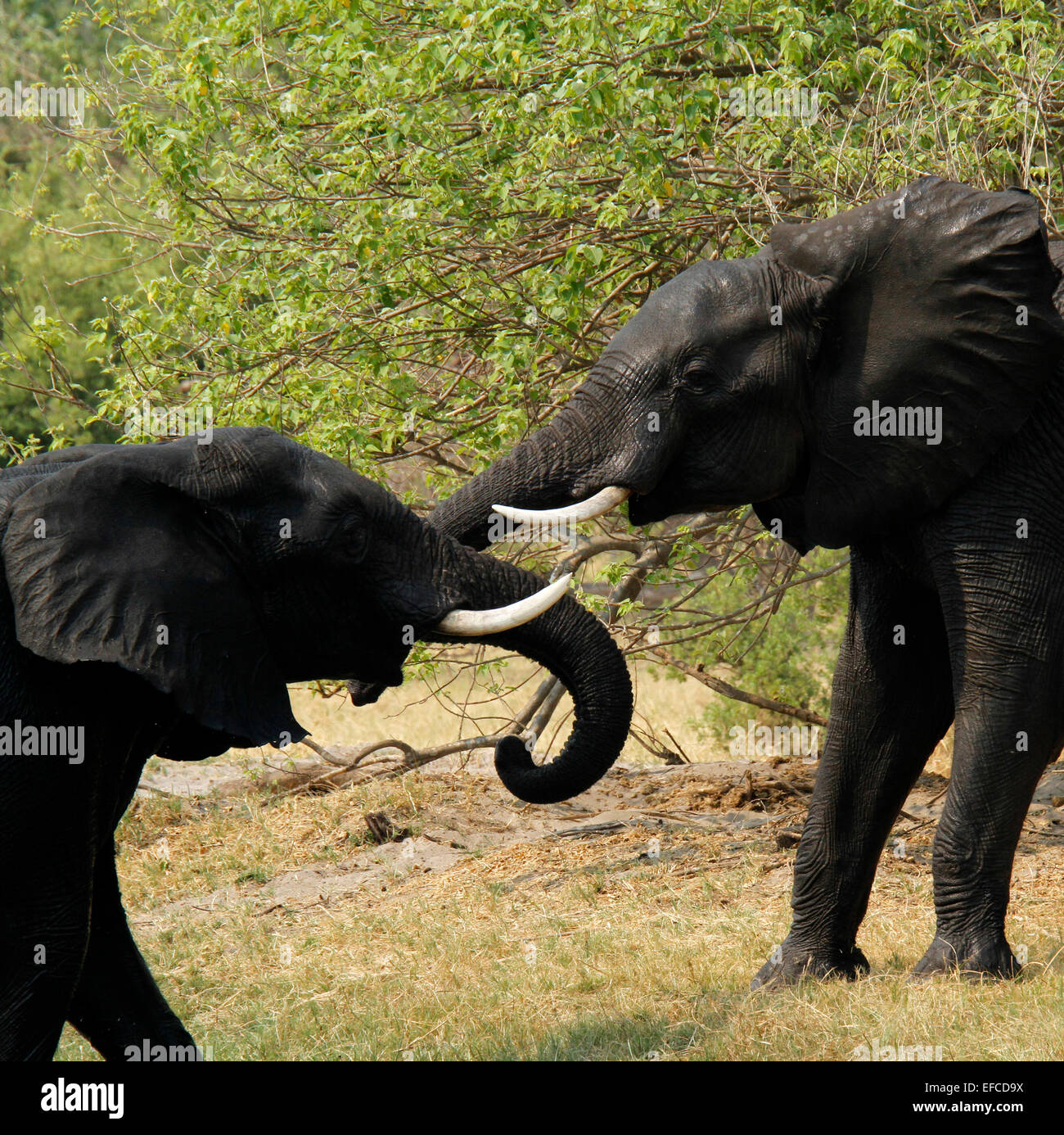 African elephants playing & tussling, young elephants use their ivory ...