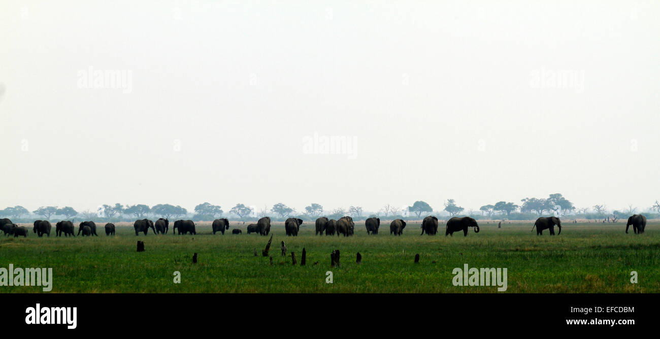 A huge breeding herd of African Elephants grazing in Africa's vast open plains. Elephant families grow & learn together Stock Photo