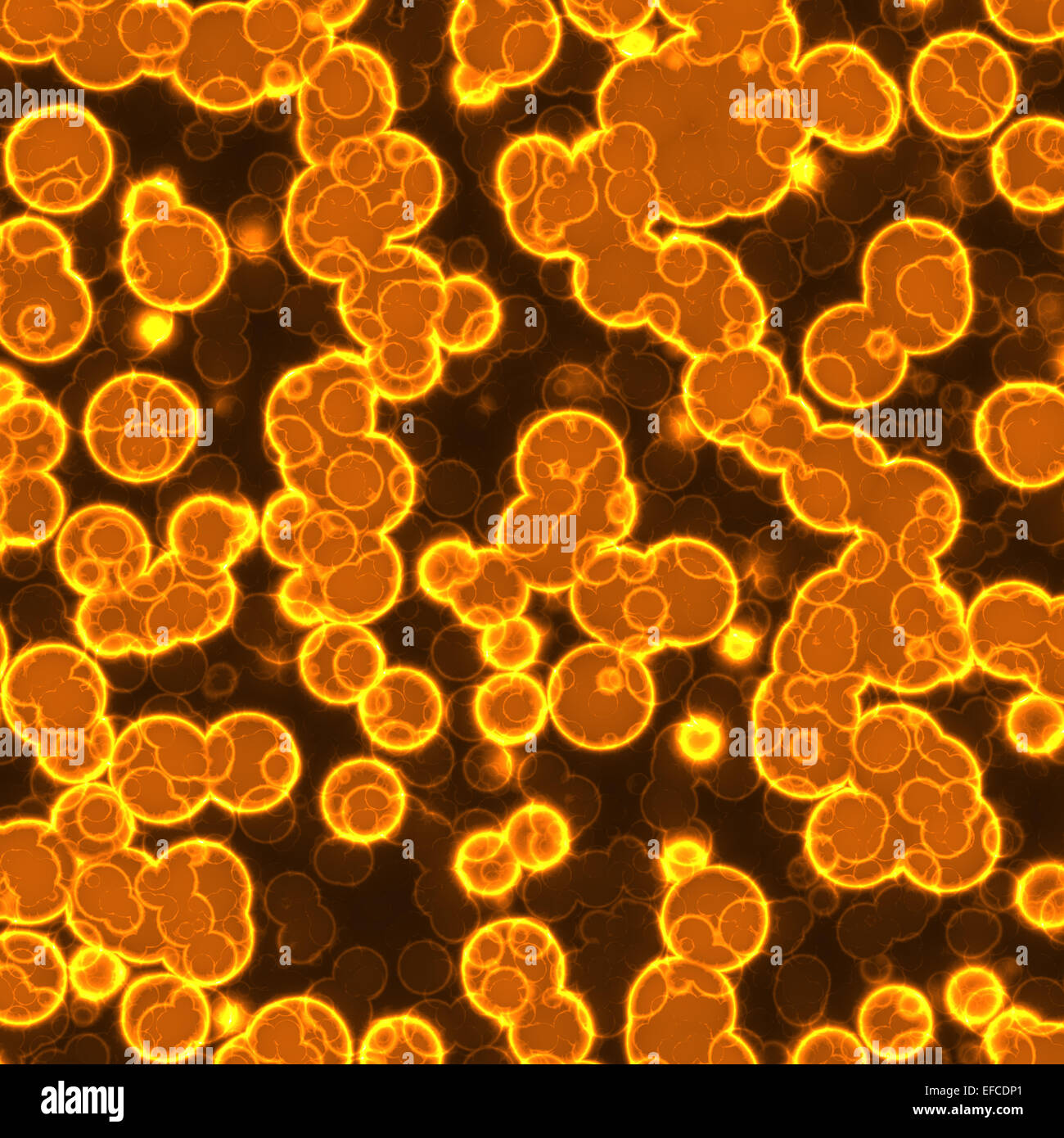 Bacteria under microscope hi-res stock photography and images - Alamy