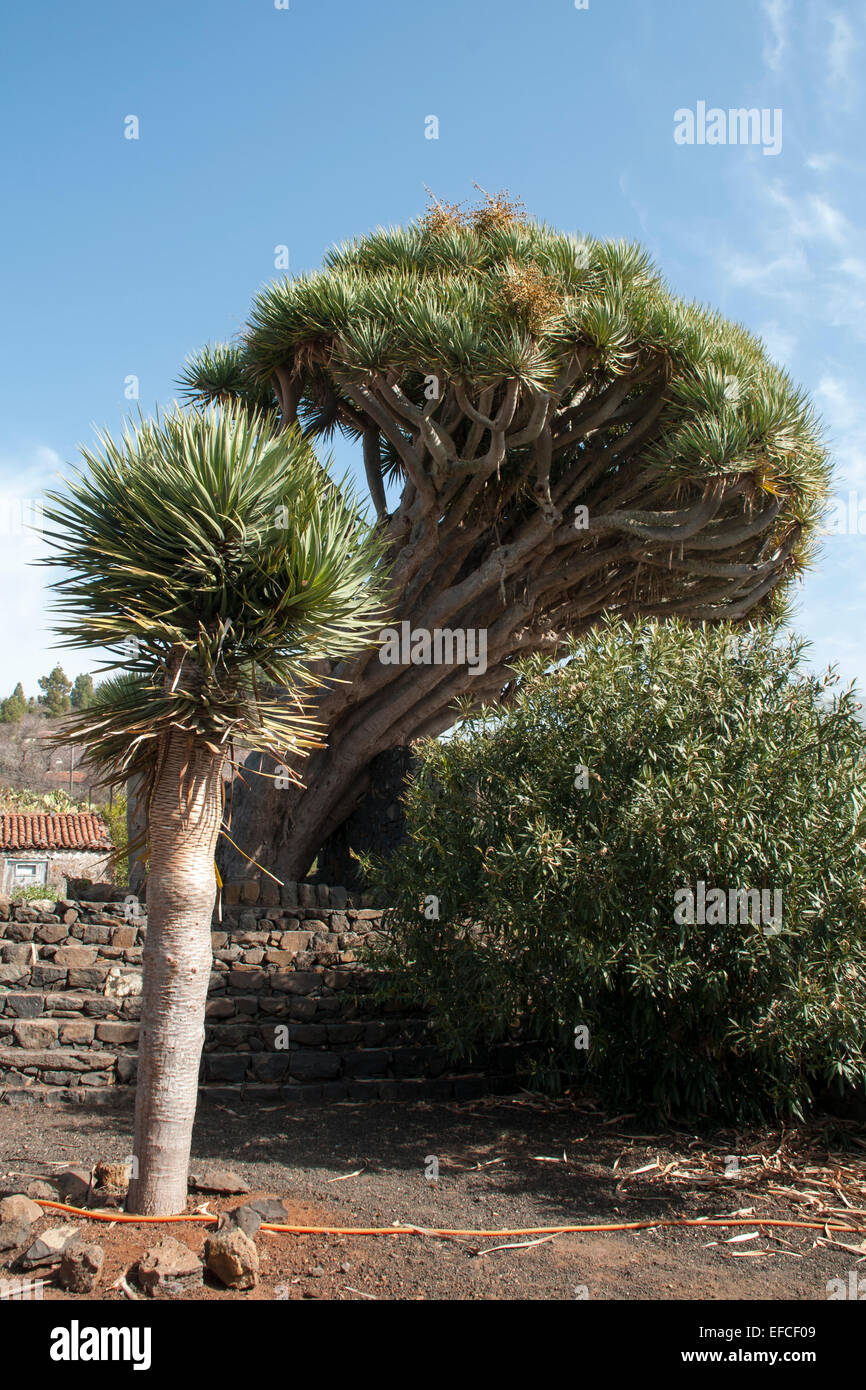 Canary Islands Dragon Trees are native to La Palma, Teneriffa, Gran Canaria and a few other islands in the Atlantic Ocean. Stock Photo