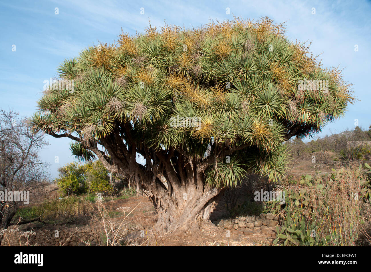 Canary Islands Dragon Trees are native to La Palma, Teneriffa, Gran Canaria and a few other islands in the Atlantic Ocean. Stock Photo