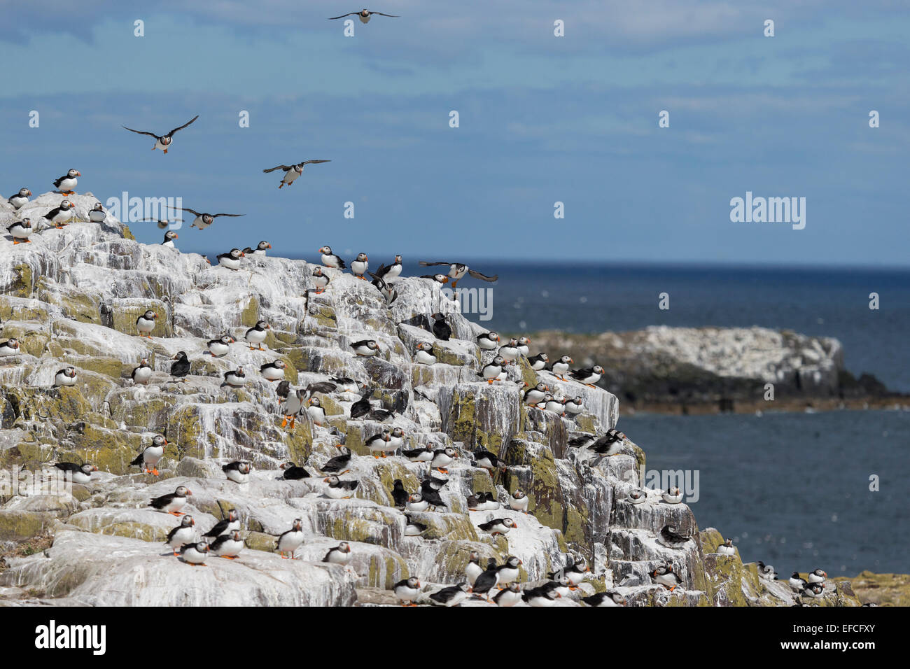 Puffin colony on Farne Islands Stock Photo