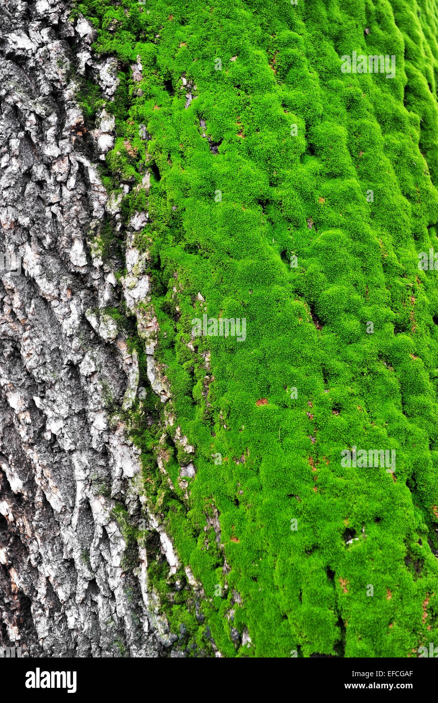 Half a tree trunk covered with green moss Stock Photo