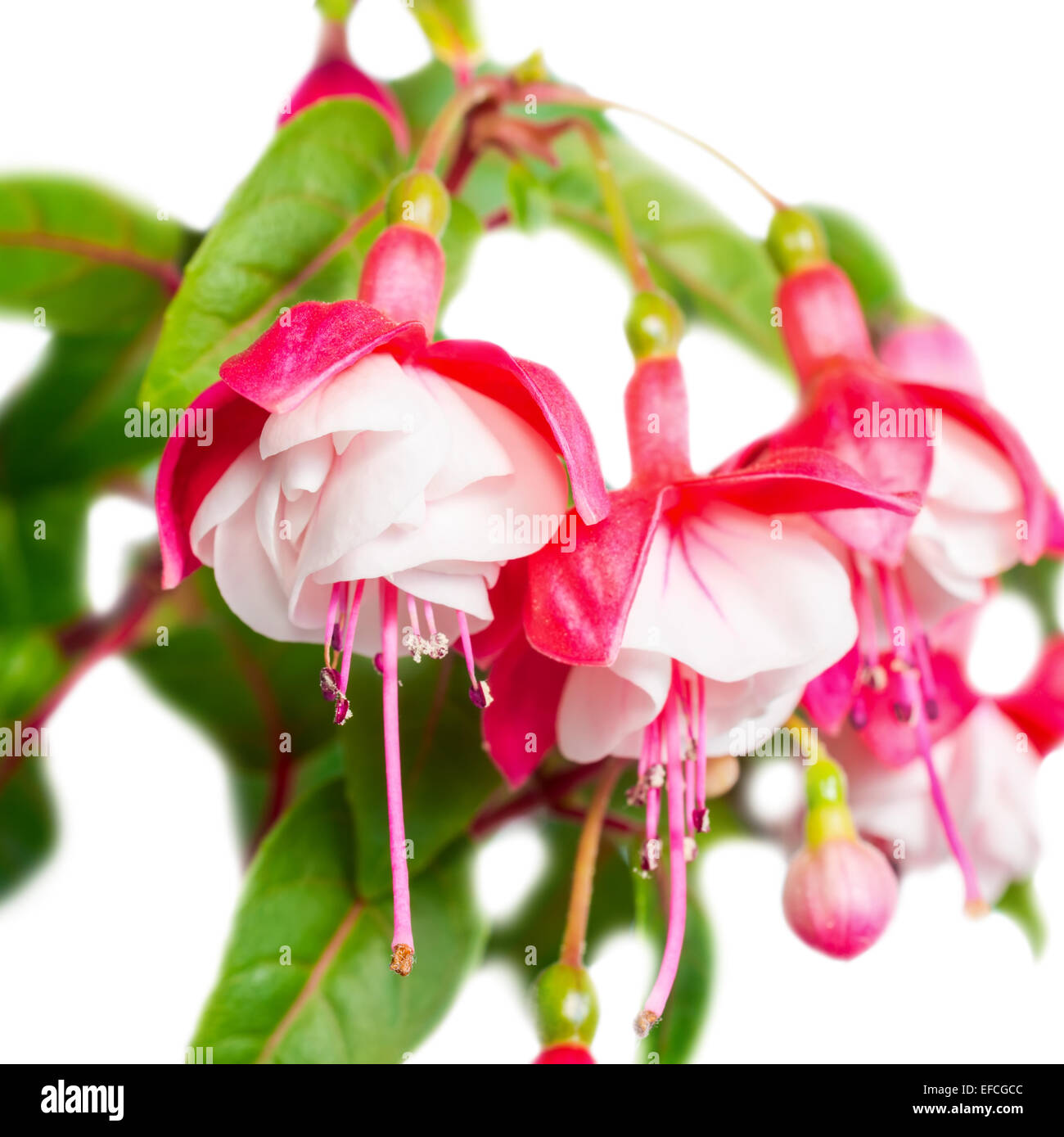 beautiful red and white fuchsia flower is isolated on the white background,  `Alwin`closeup Stock Photo