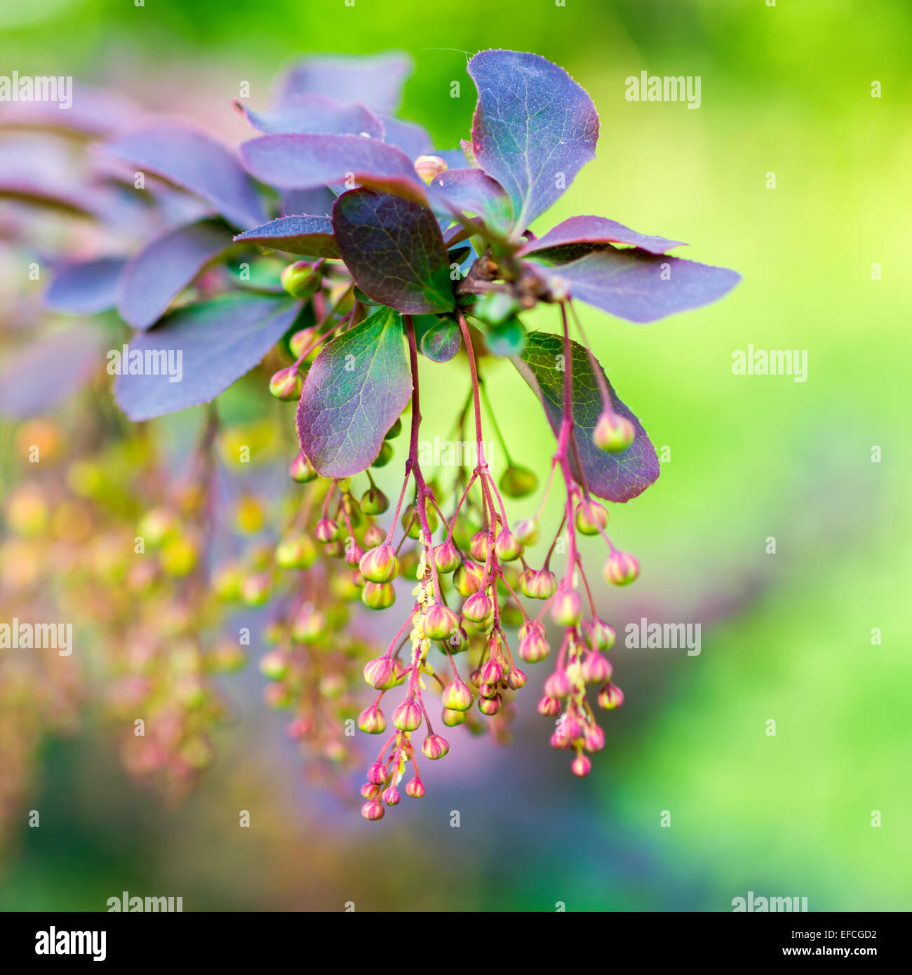 beautiful blooming twig of european barberry ( ottawensis Superba ) on blur background Stock Photo