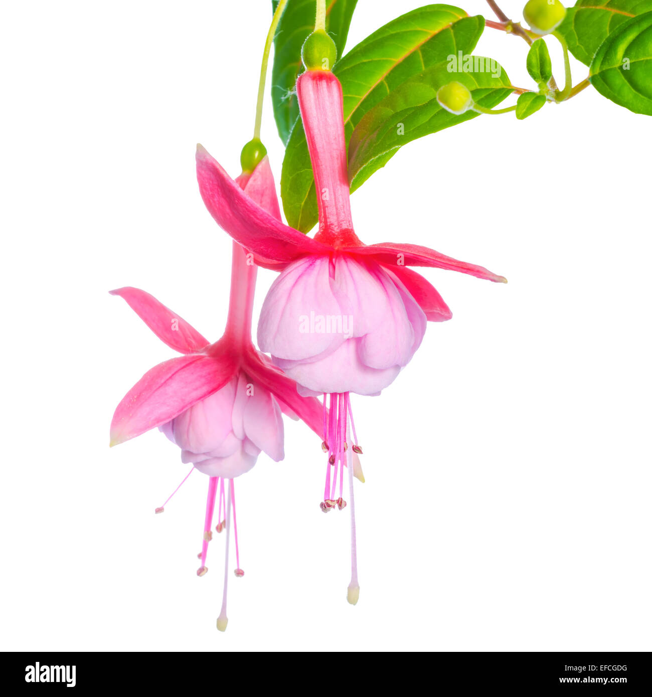 delicate pink fuchsia of an unusual form is isolated on the white backgroud,  `Luuk van Riet` Stock Photo
