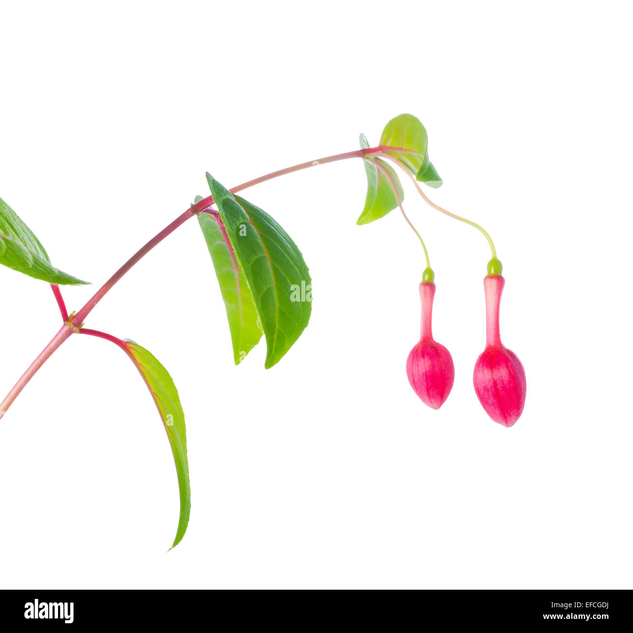 Buds of fuchsia flower unusual form is isolated on the white background Stock Photo