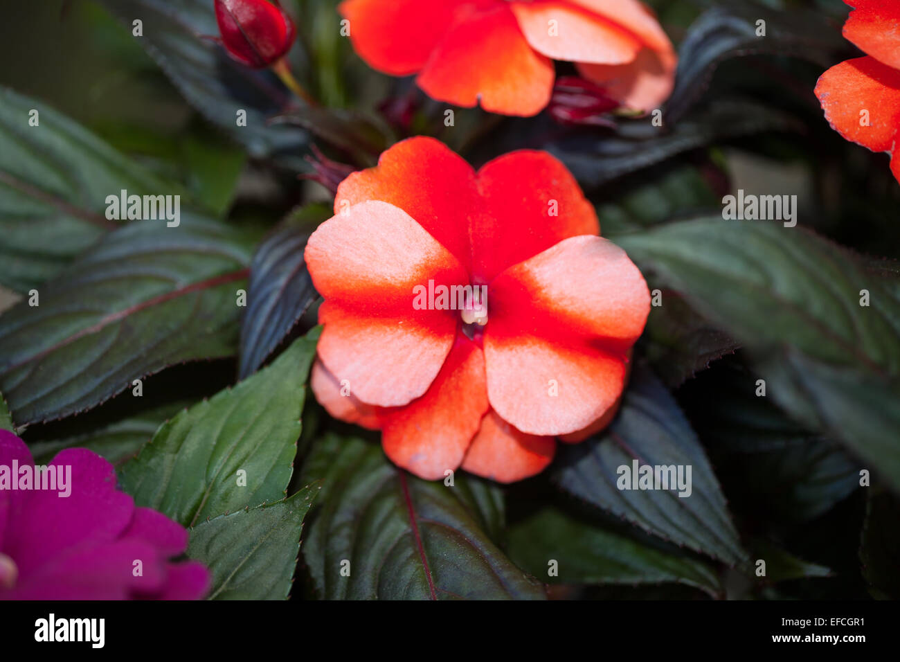 Blooming impatiens flowers in garden Stock Photo Alamy