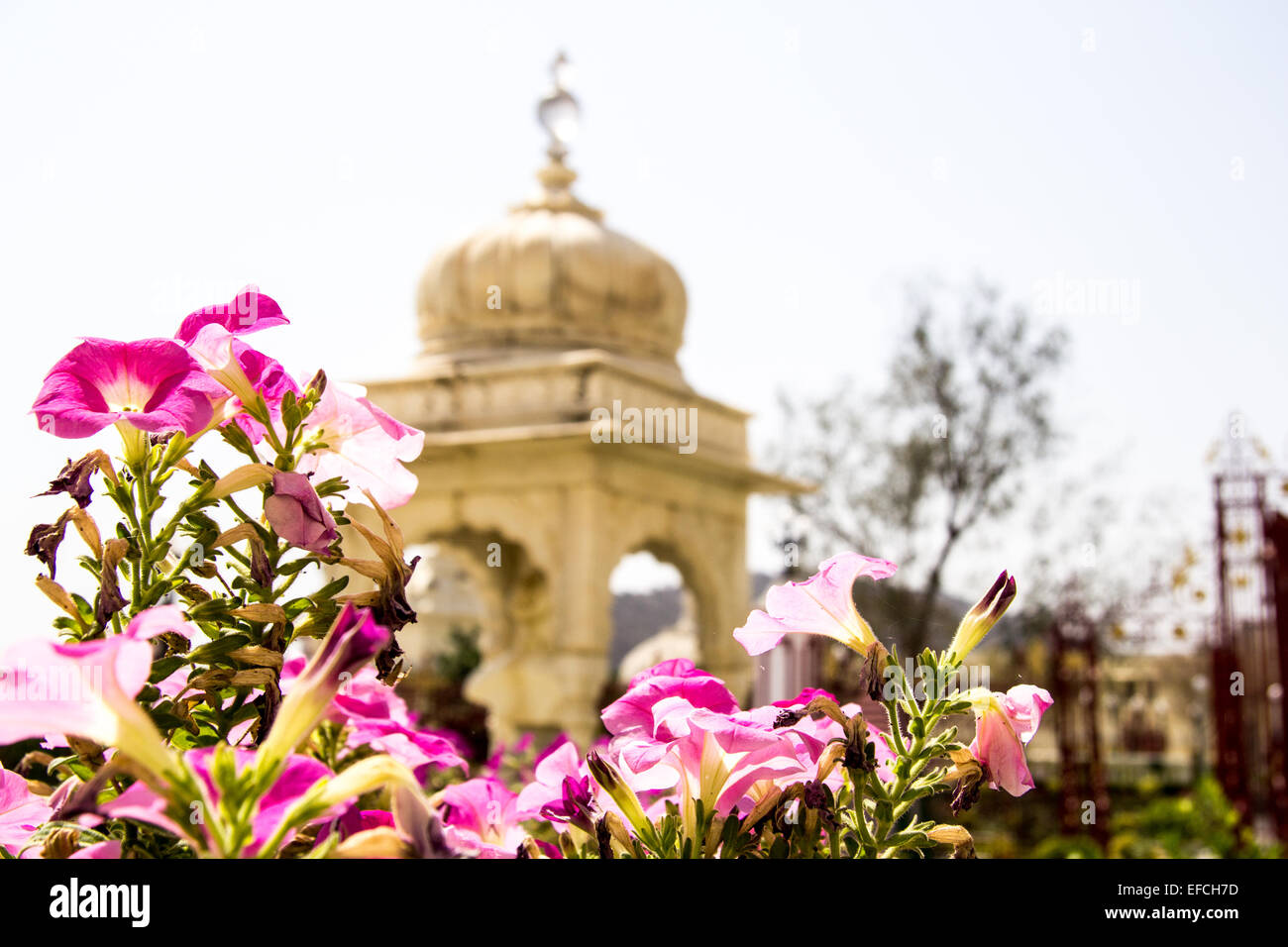 Flowers in front of Indian shrine, Udaipur, India Stock Photo Alamy