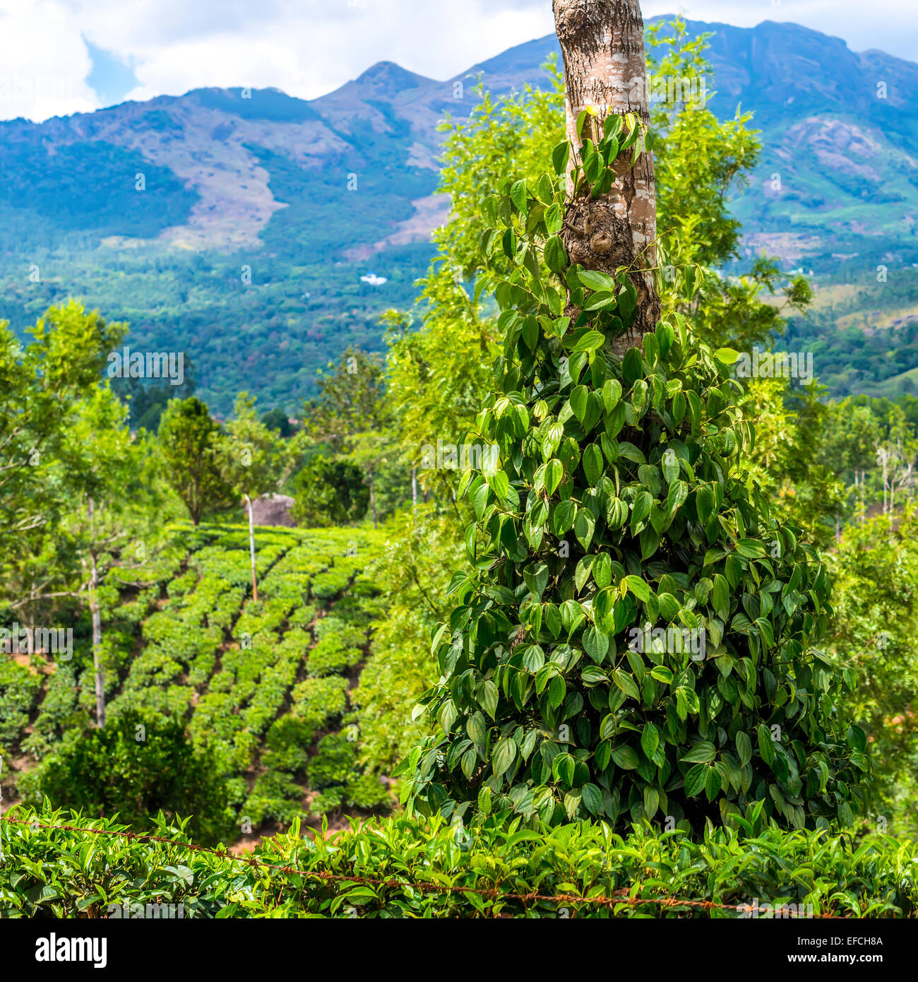 Fresh green leaves pepper (Piper Nigrum) growing on the tree tea plantation in India, Kerala Stock Photo