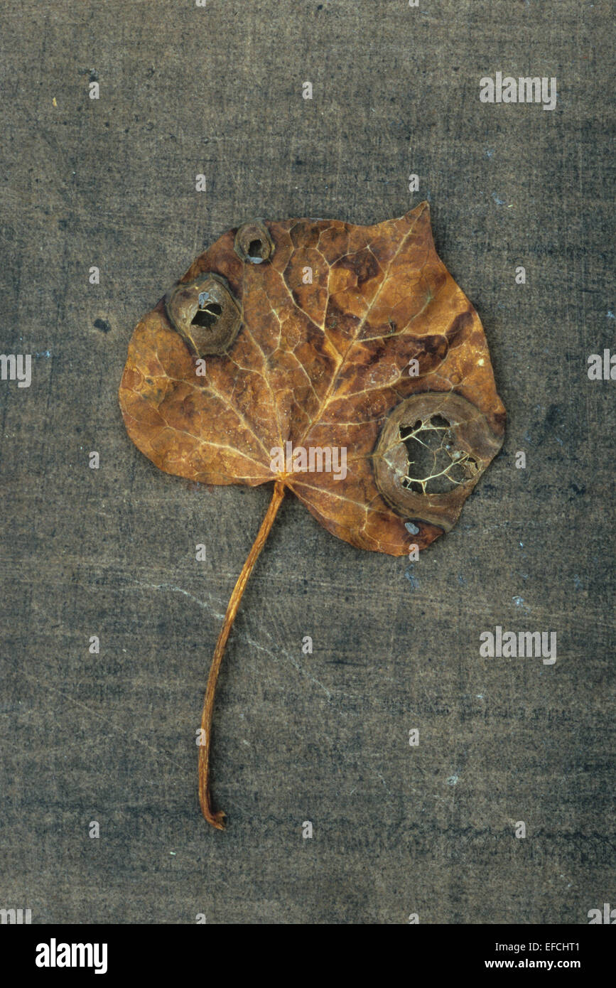 Single dried brown leaf of Ivy or Hedera helix with insect bites revealing veins and lying on antique brown board Stock Photo