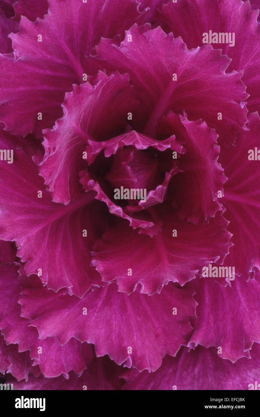 Close up from above of pink crinkled leaves of Ornamental cabbage or Brassica oleracea Glad Stock Photo