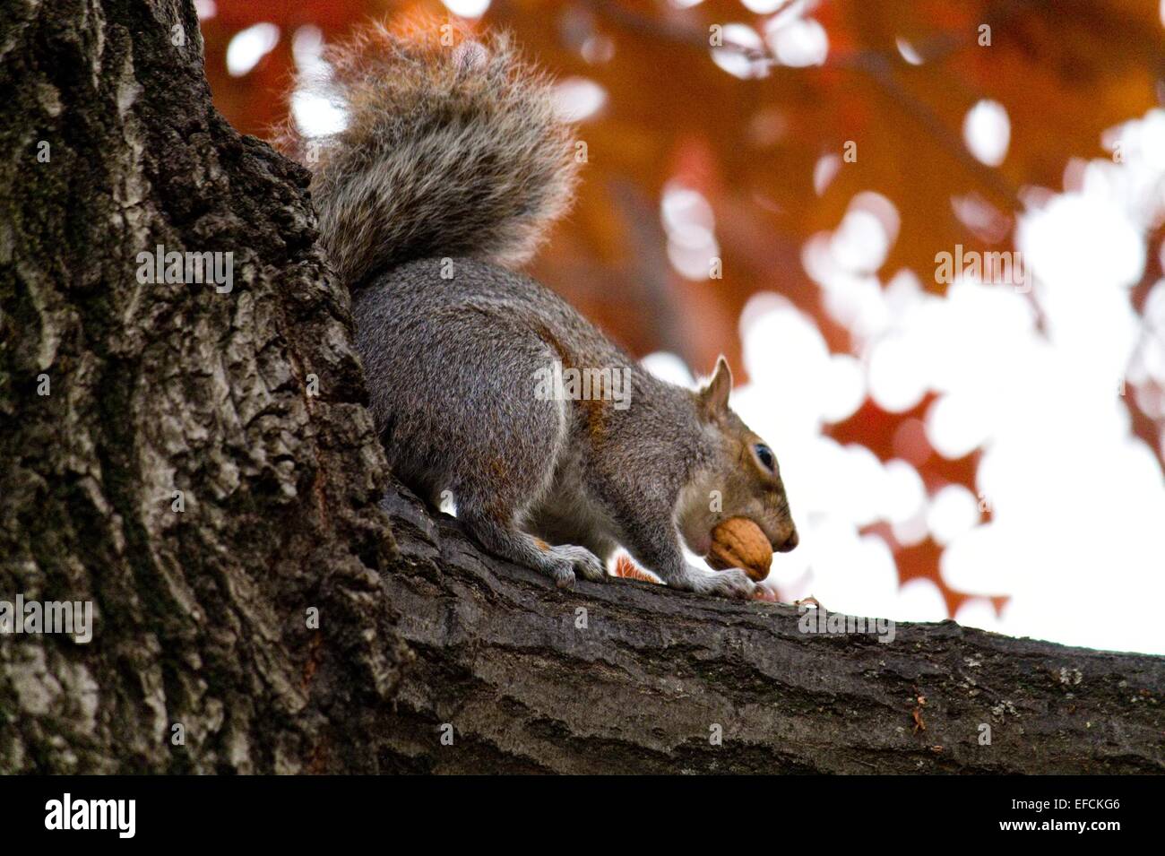 Squirrel eating on the branch (Scoiattolo che mangia sul tronco) Stock Photo
