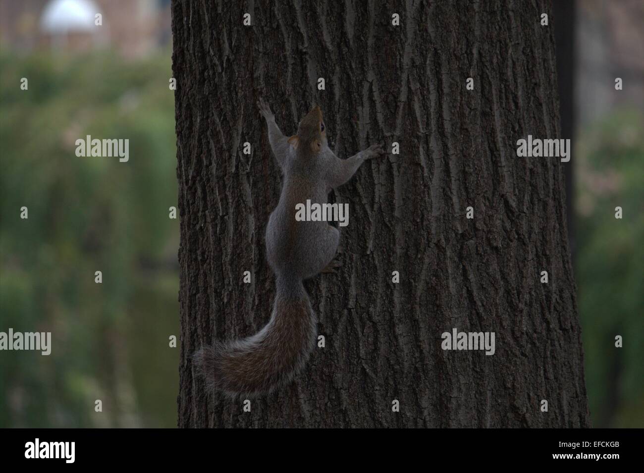 Squirrel climbing on tree trunk (Scoiattolo che si arrampica sul tronco) Stock Photo