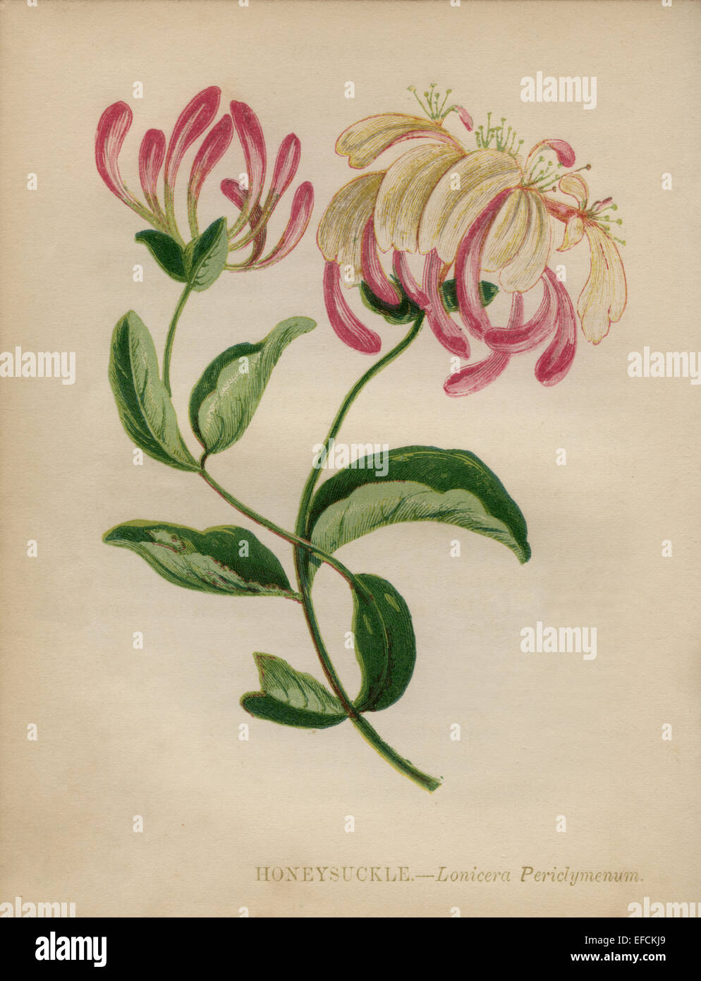 Honeysuckle (Lonicera Periclymenum) chromolithograph Artist: Anne Pratt “Wild Flowers”1852 Stock Photo
