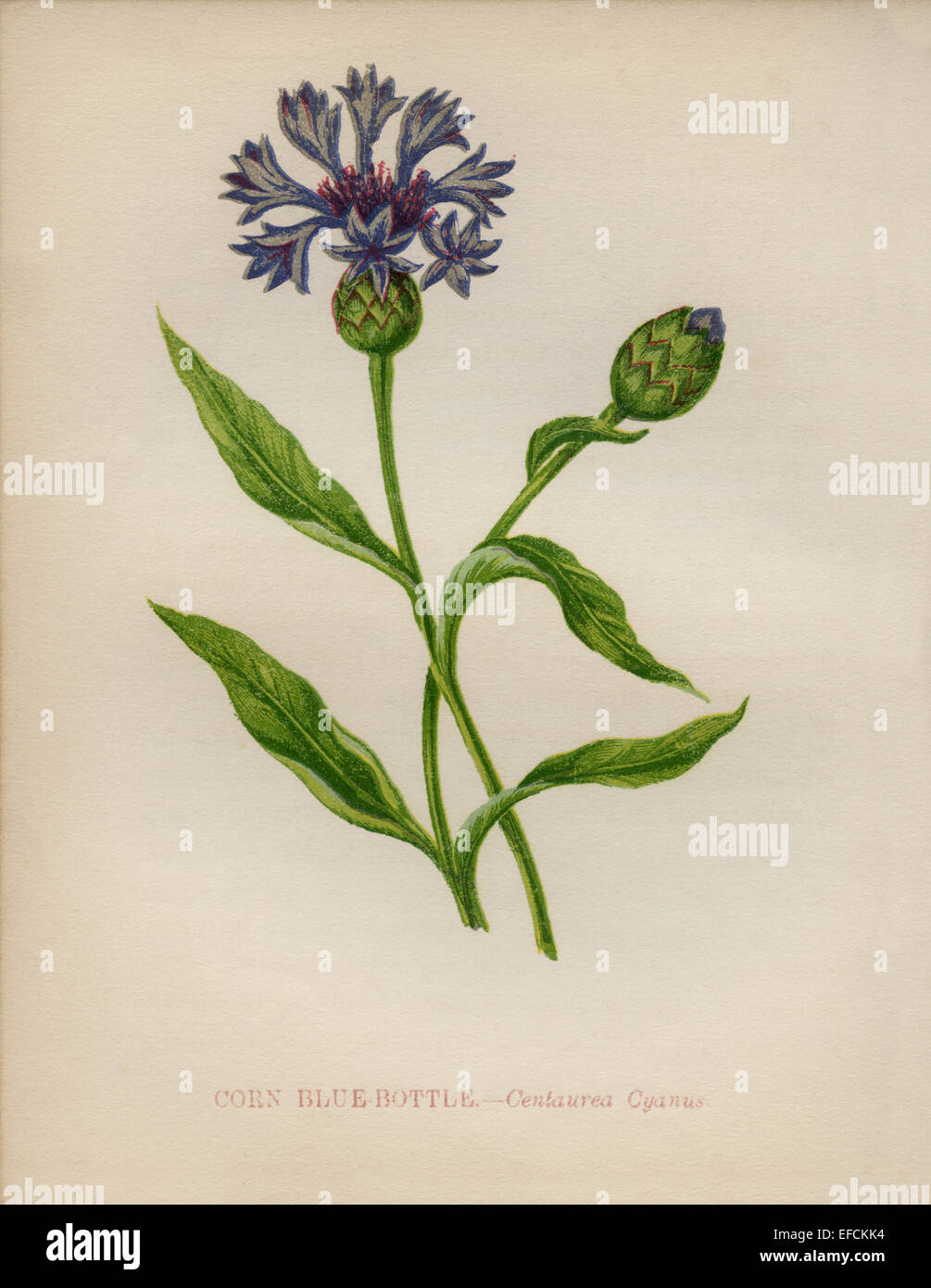 Corn Blue Bottle (Centaurea cyanus) chromolithograph Artist: Anne Pratt “Wild Flowers”1852 Stock Photo
