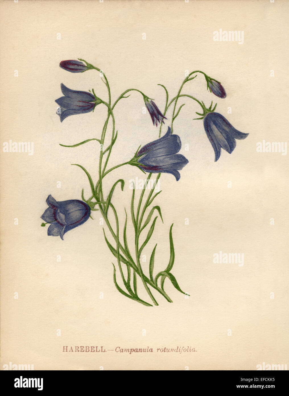 Harebell (Campanula rotundifolia) chromolithograph Artist Anne Pratt