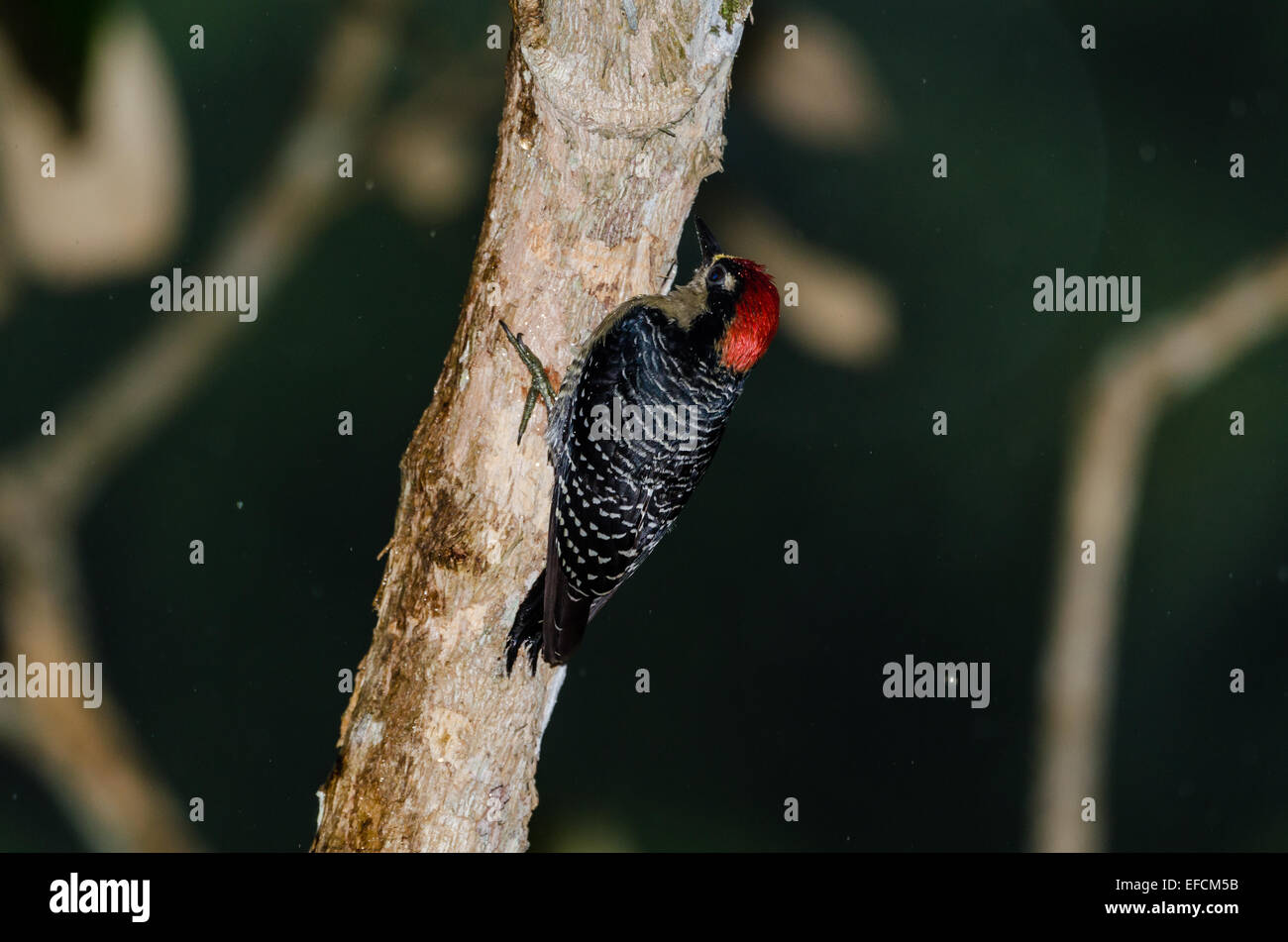 A Black-cheeked Woodpecker (Melanerpes pucherani) on a tree. Belize, Central America. Stock Photo