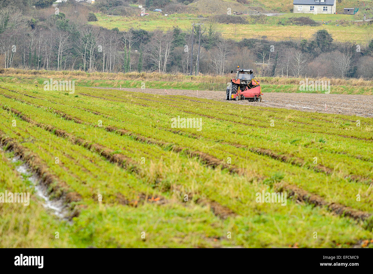Tractor ploughing field at Burnfoot, County Donegal, Ireland. Stock Photo