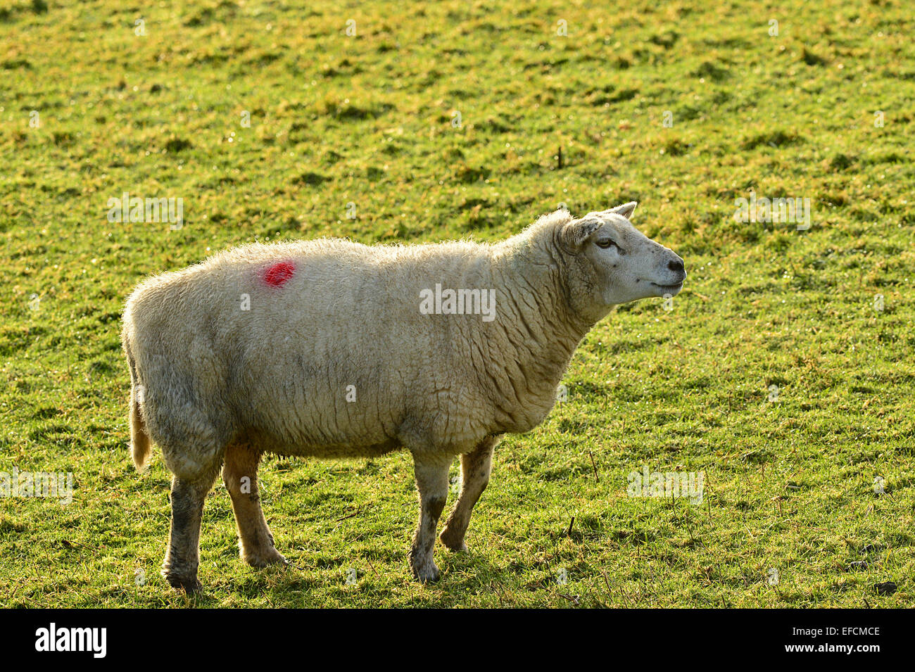 Cheviot white faced hill sheep on farmland, Burnfoot, County Donegal, Ireland Stock Photo