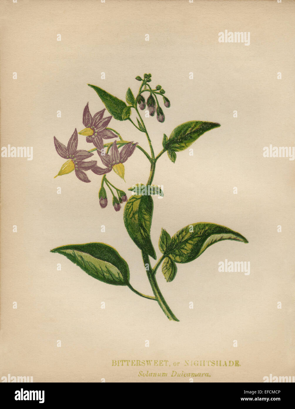 Woody Nightshade or Bittersweet (Solanum dulcamara) chromolithograph Artist: Anne Pratt “Wild Flowers”1852 Stock Photo