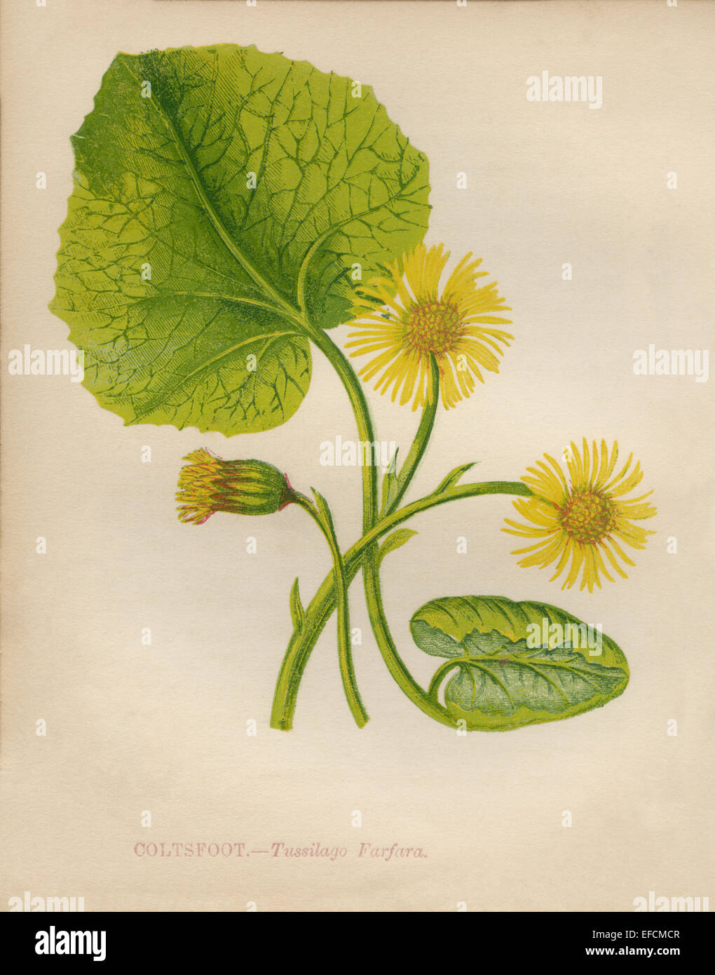 Colt’s foot (Tussilago farfara) chromolithograph Artist: Anne Pratt “Wild Flowers”1852 Stock Photo