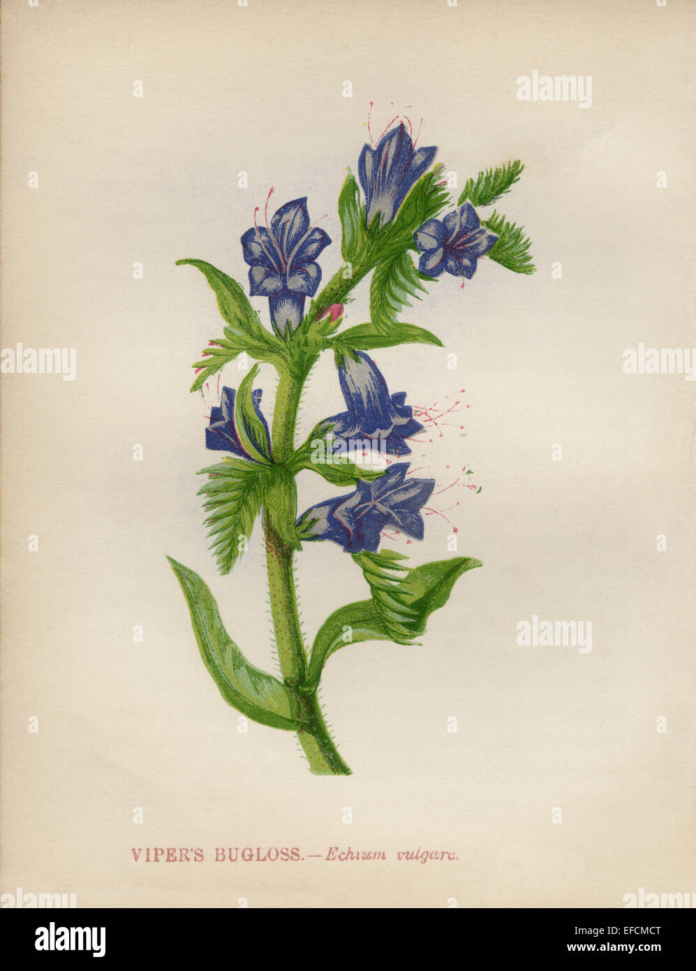 Viper’s Buygloss (Echium vulgare) chromolithograph Artist Anne Pratt