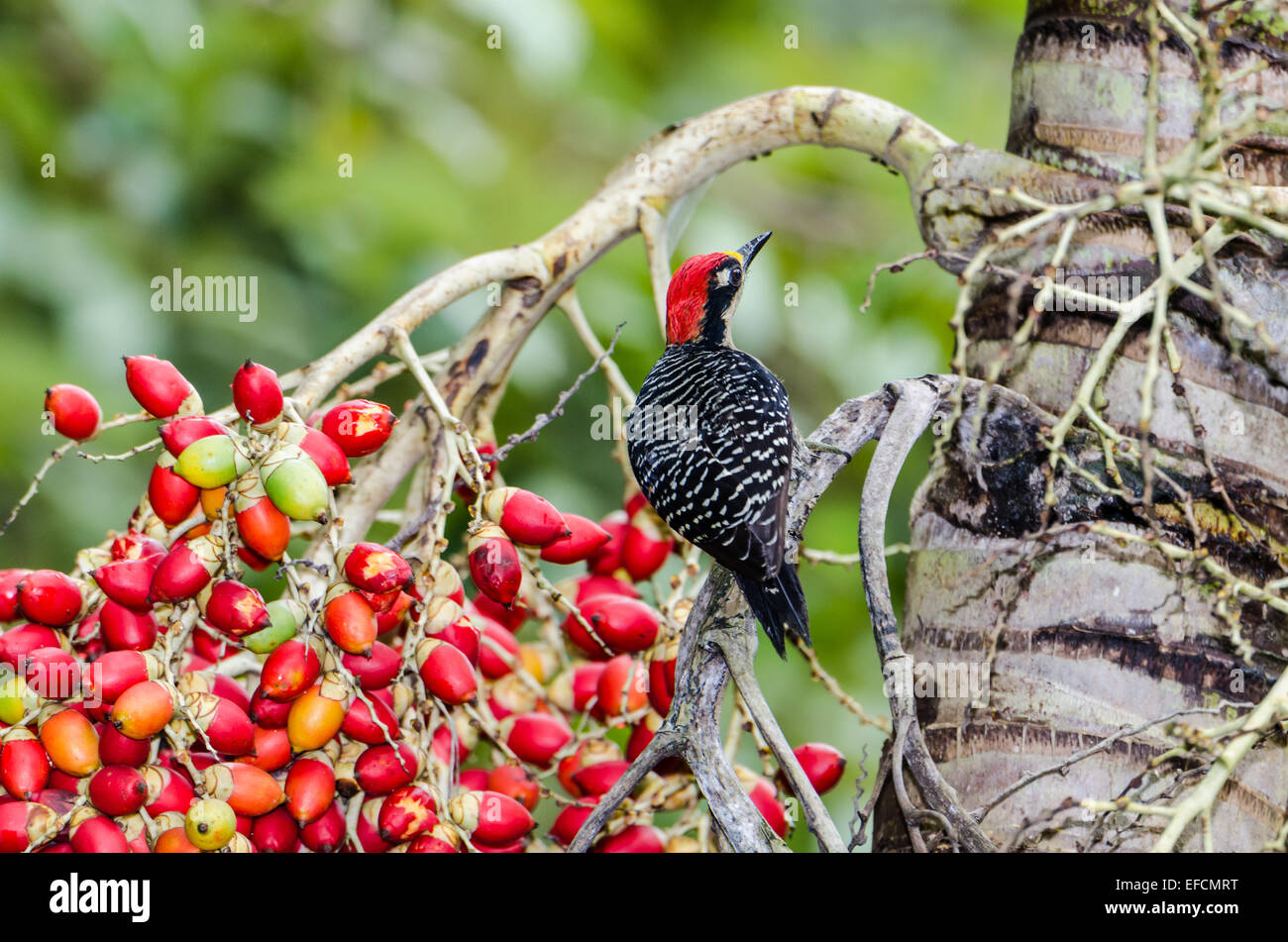 A Black-cheeked Woodpecker (Melanerpes pucherani) feeding on colorful palm fruit. Belize, Central America. Stock Photo
