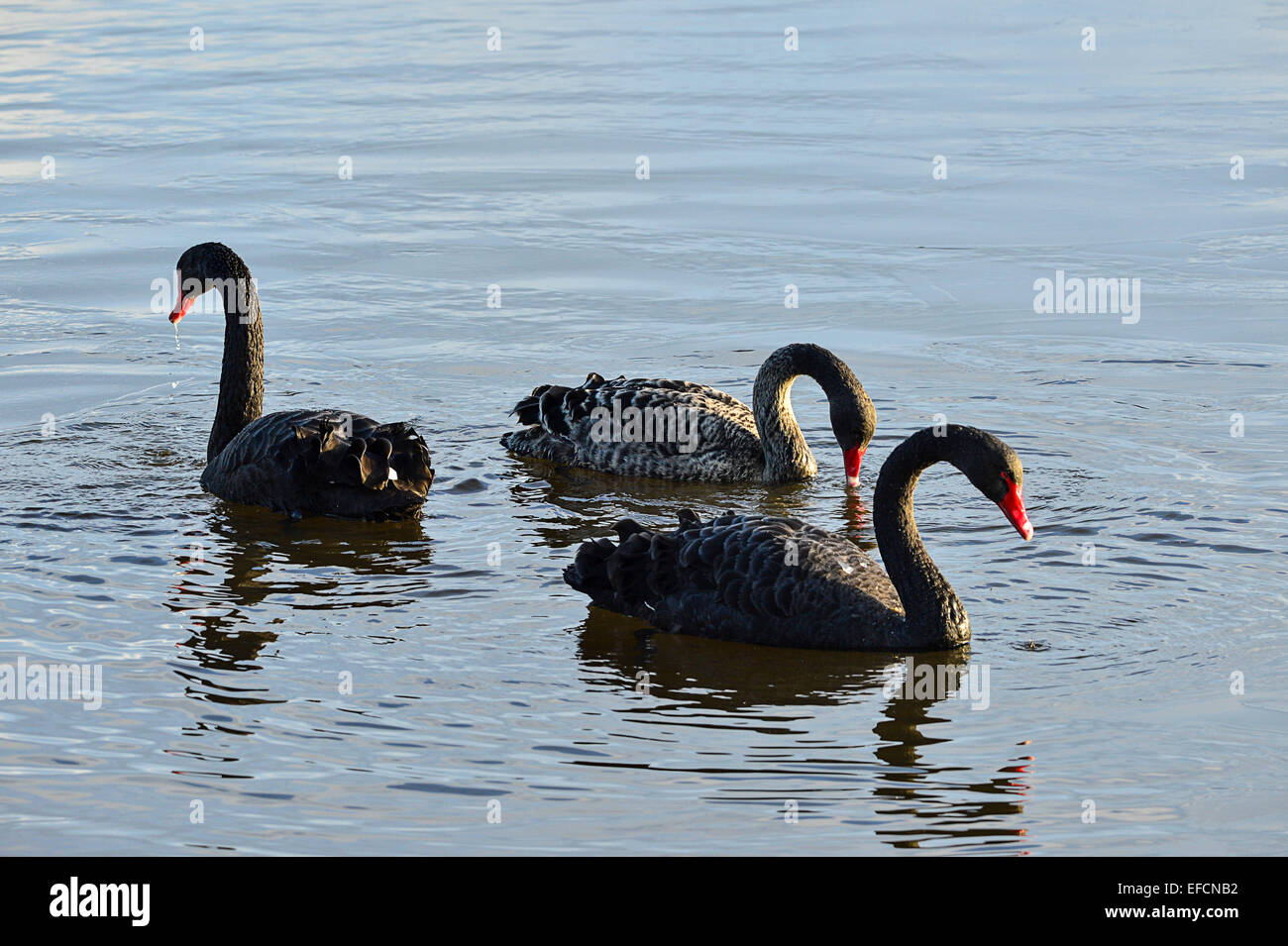 Black Swans (Cygnus atratus) in lake at Inch Island Wildfowl