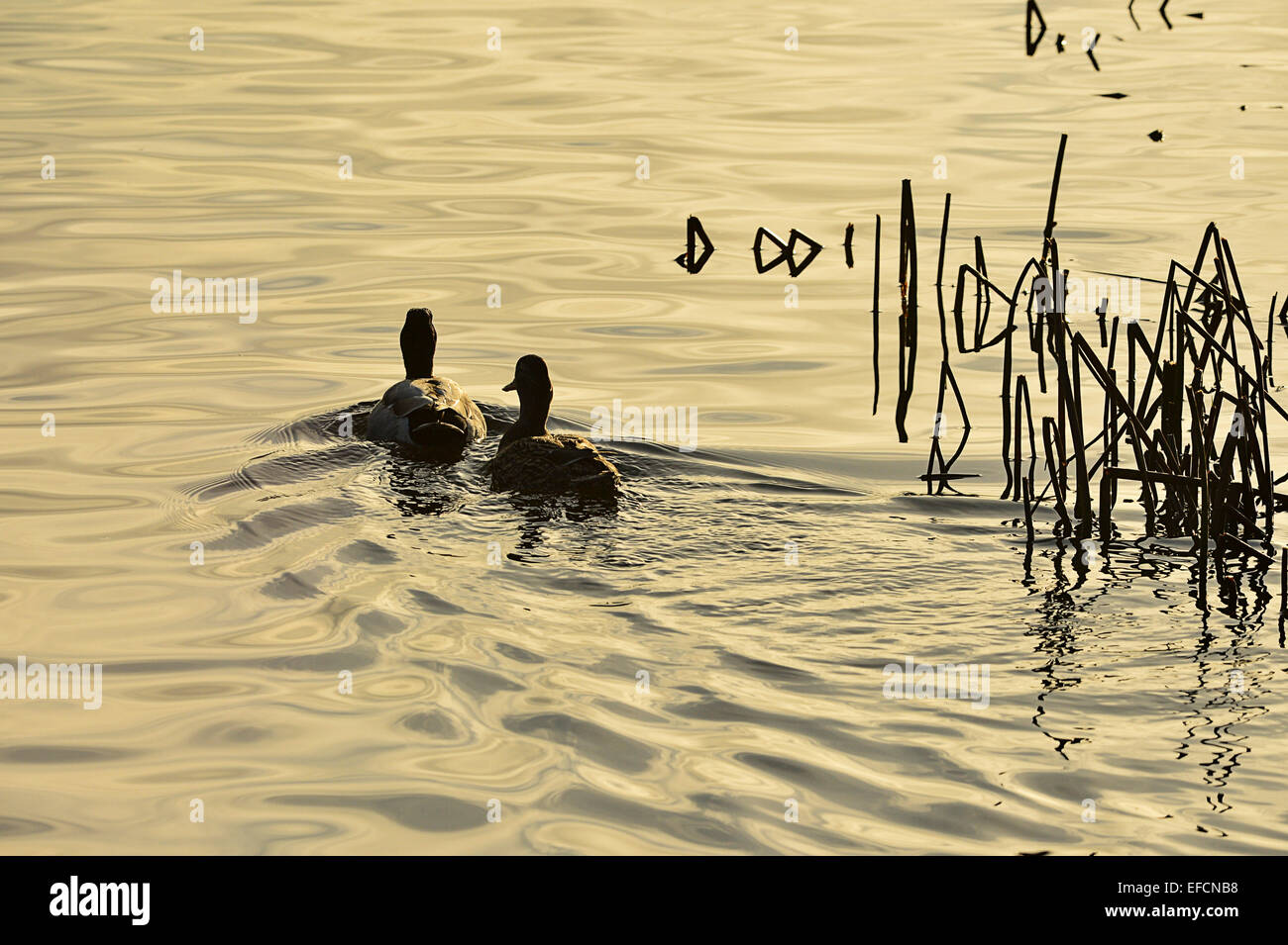 Pair of mallard ducks (Anas platyrhynchos) in lake at Inch Island Wildfowl sancturary, Burnfoot, Ireland. Stock Photo