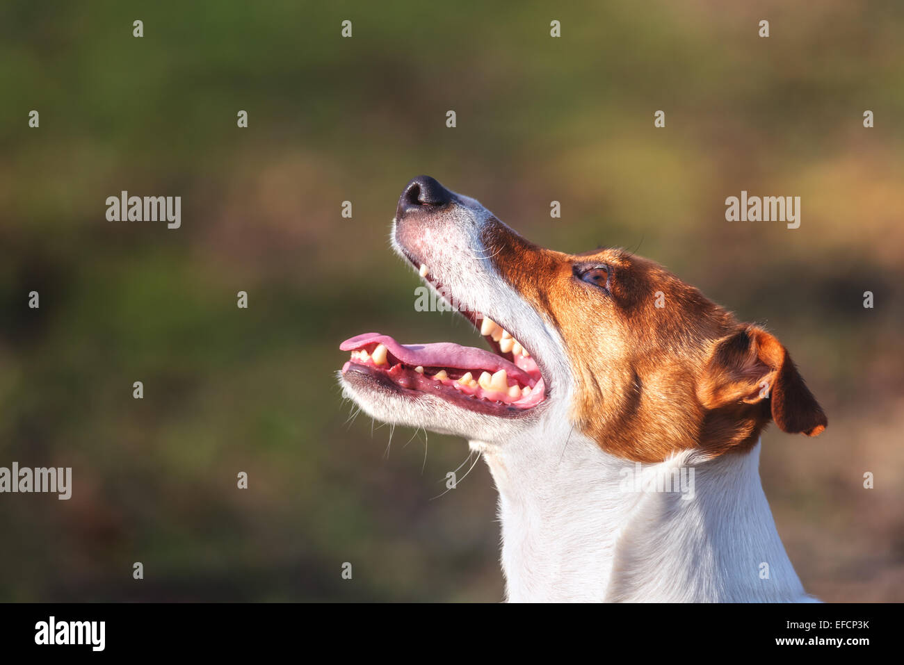jack russel muzzle close up Stock Photo Alamy