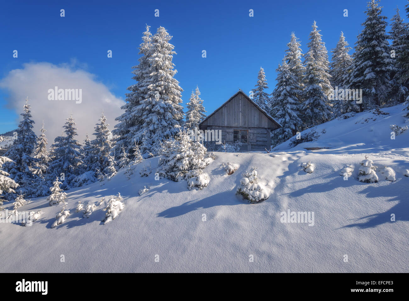 Winter light in forest hi-res stock photography and images - Alamy