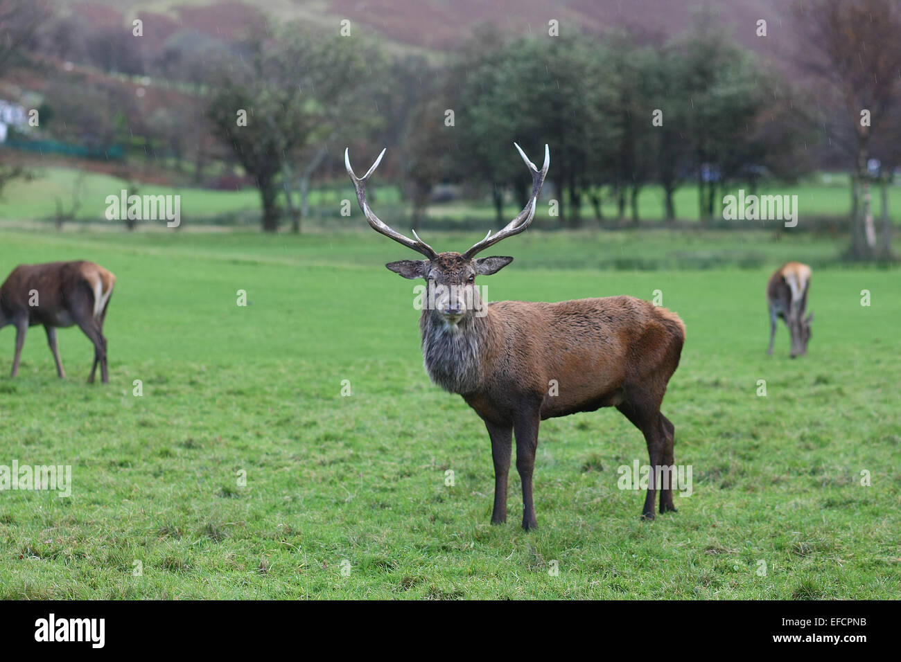 Red deer on Arran Island, Scotland,UK Stock Photo