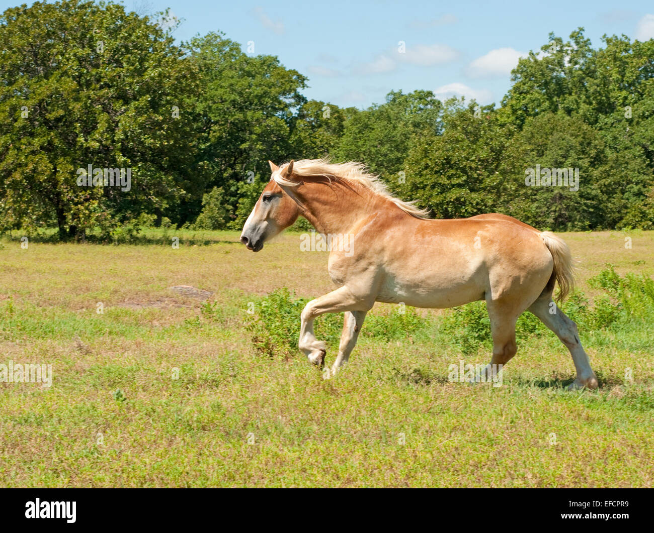 Beautiful Belgian Draft Horse cantering across a pasture Stock Photo