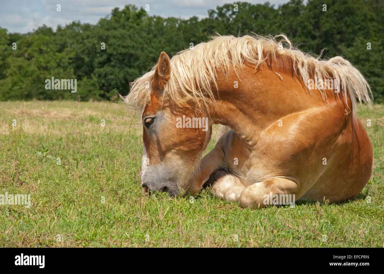Lazy Belgian Draft horse eating while lying down on ground Stock Photo