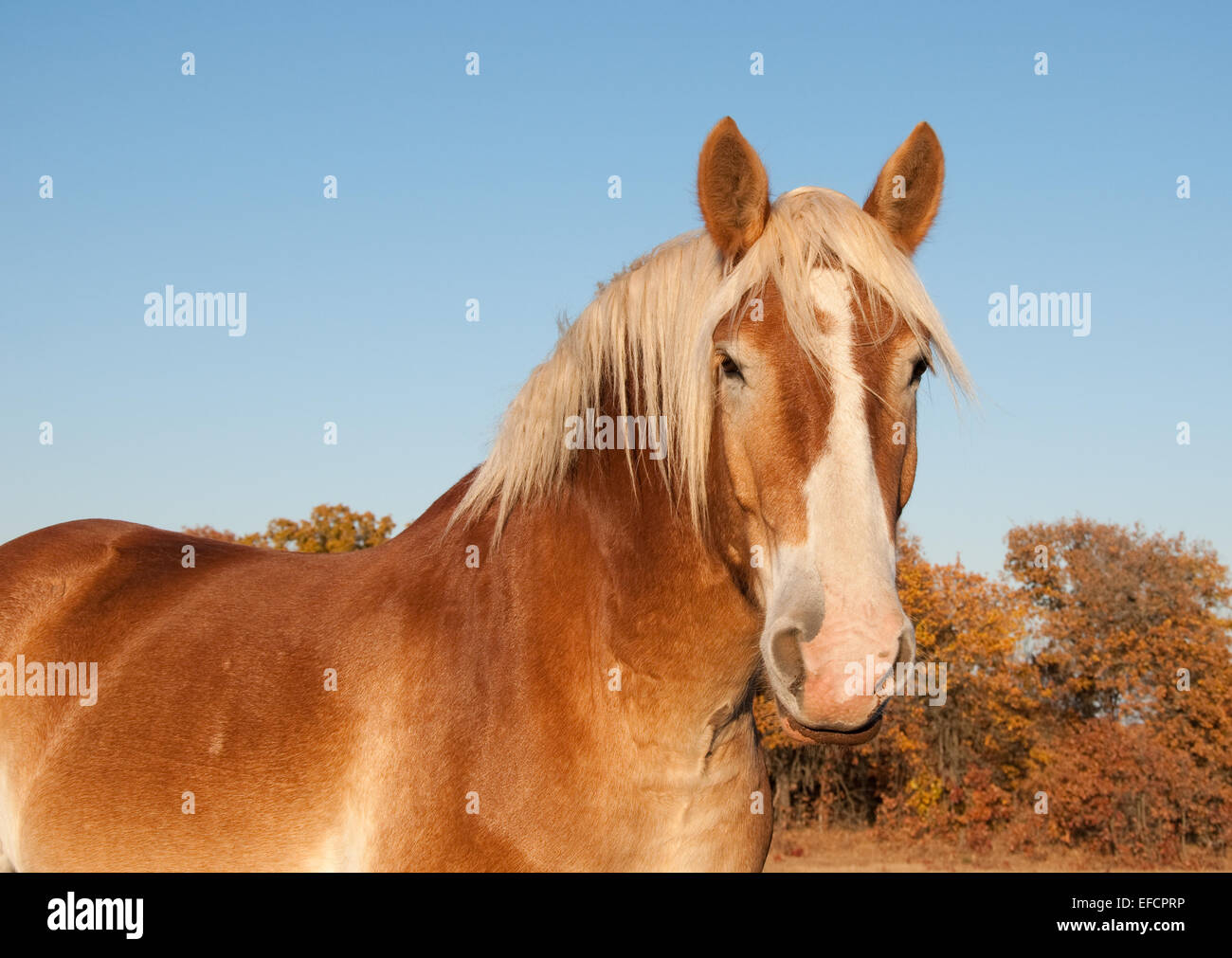 Belgian Draft horse against fall colored trees and clear blue sky Stock Photo