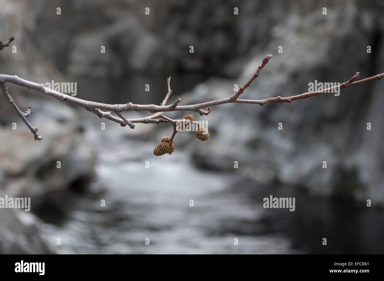 Tree branch in winter over water Stock Photo - Alamy