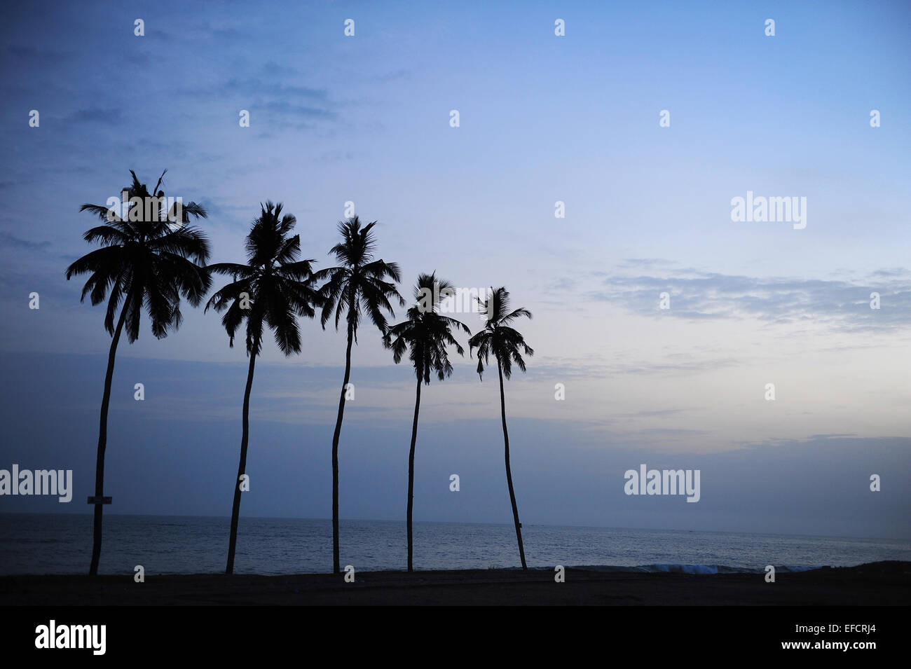 Palm trees on the gold coast of Ghana, West Africa near Elmina. Stock Photo