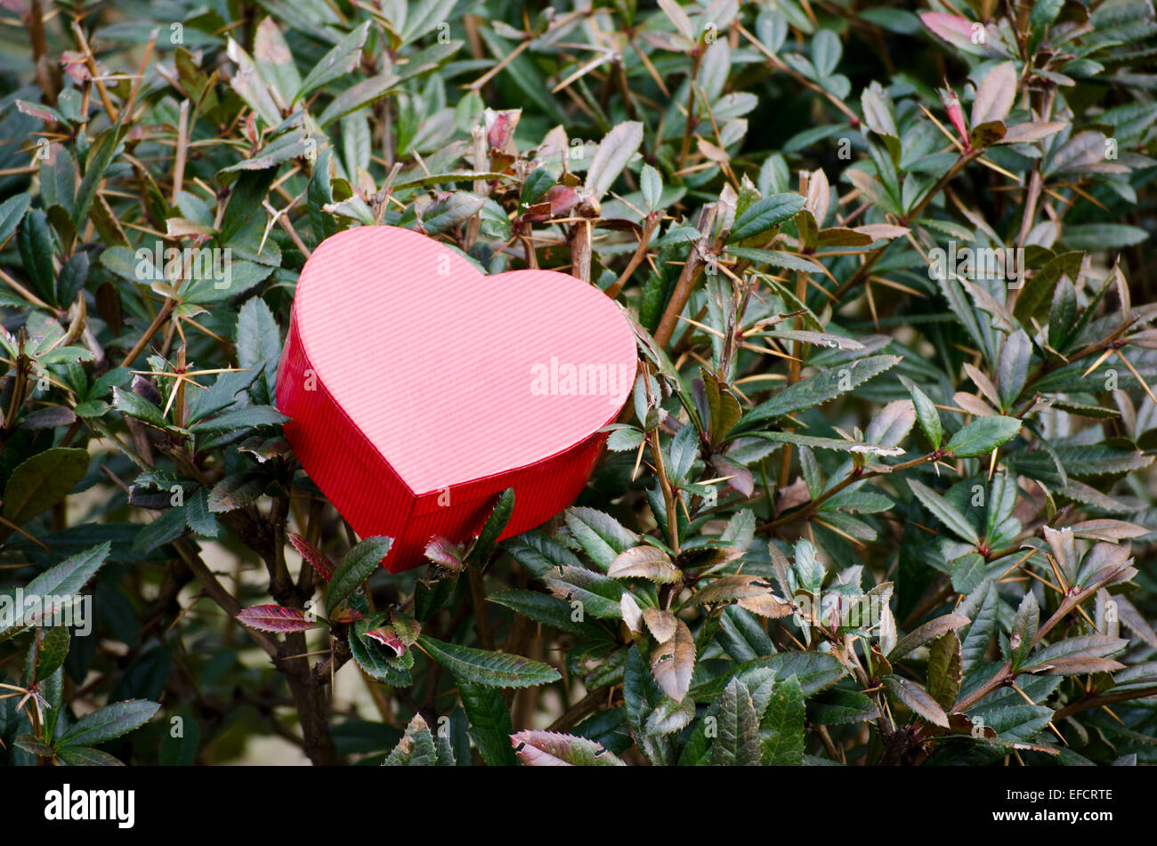 Red heart shaped box placed among the bushes Stock Photo