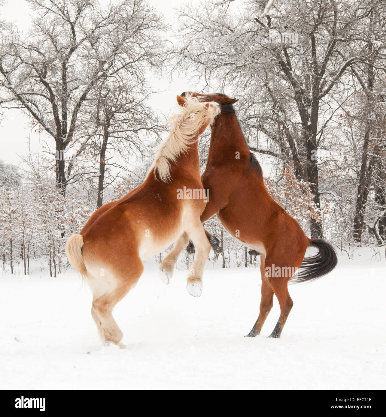 Two horses playing in snow, rearing up Stock Photo