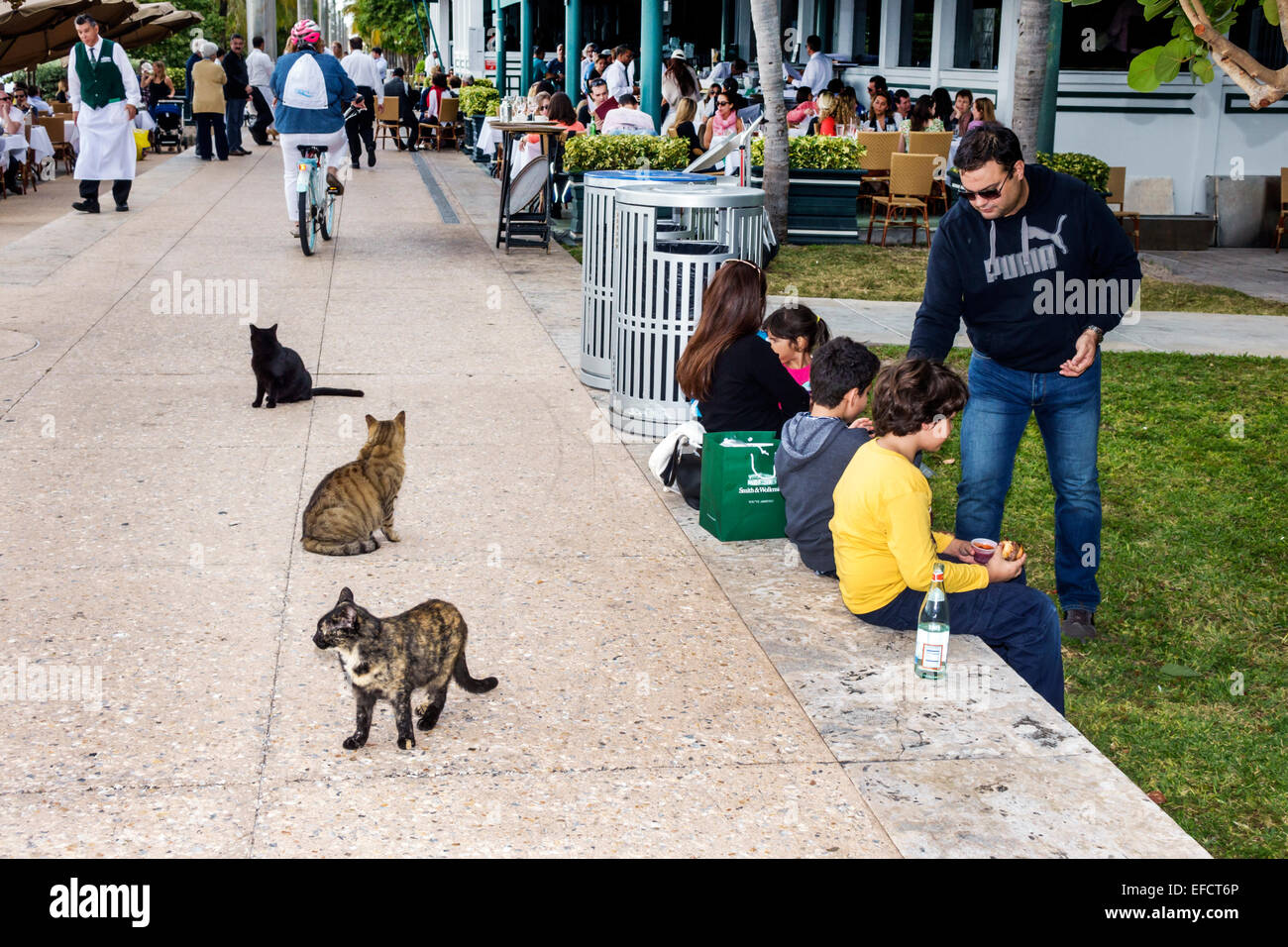 Miami Beach Florida,South Pointe Park,Point,feral,cats,wild,seeking food,hand-outs,FL141213002 Stock Photo