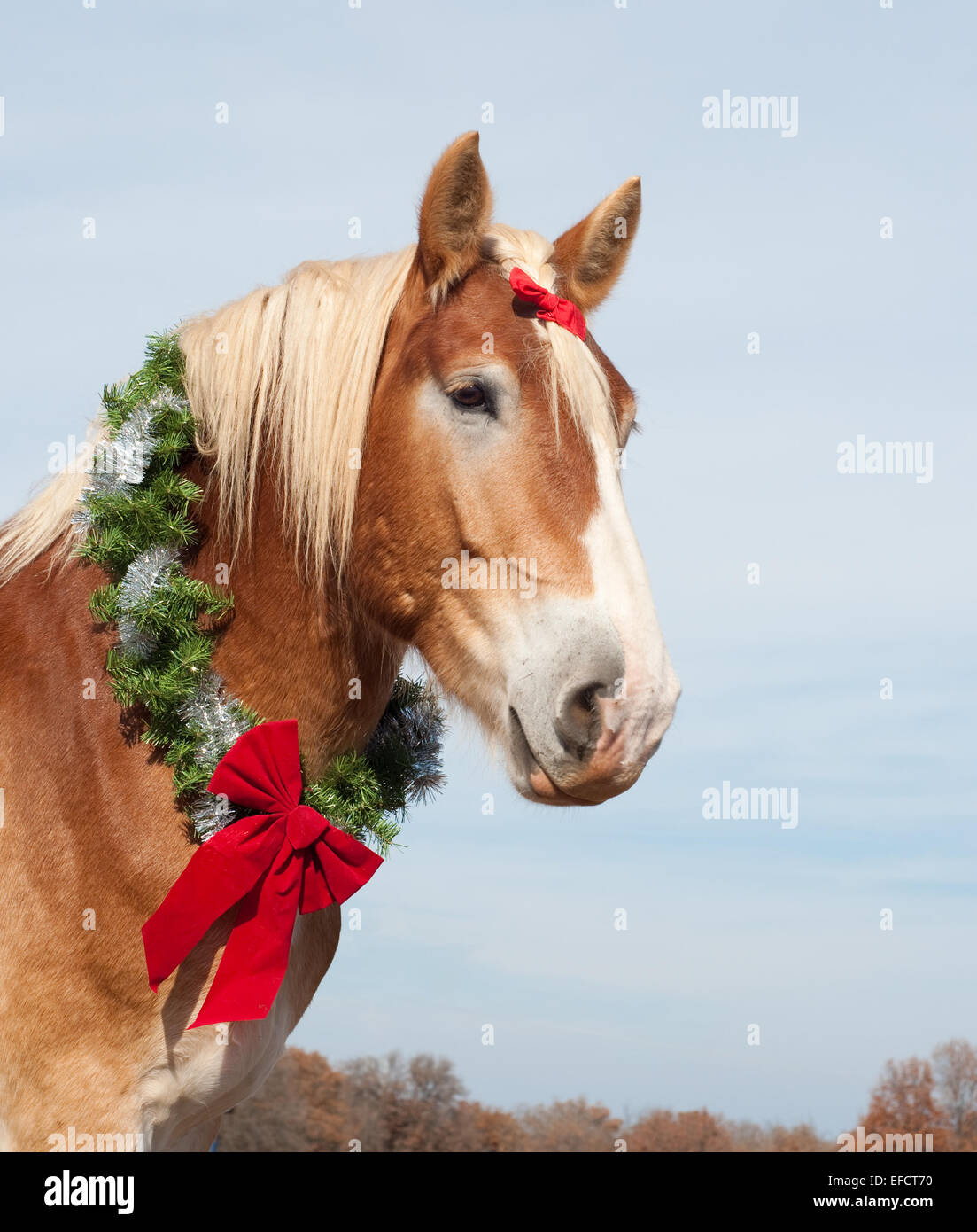 Beautiful blond Belgian Draft horse wearing a Christmas wreath around